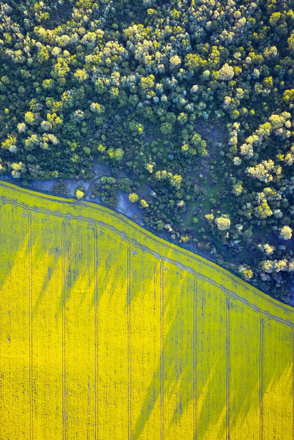 vue-aerienne-drone-champ-forêt